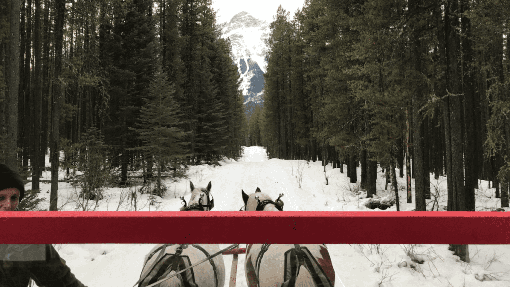 boundary-ranch-horse-sleigh