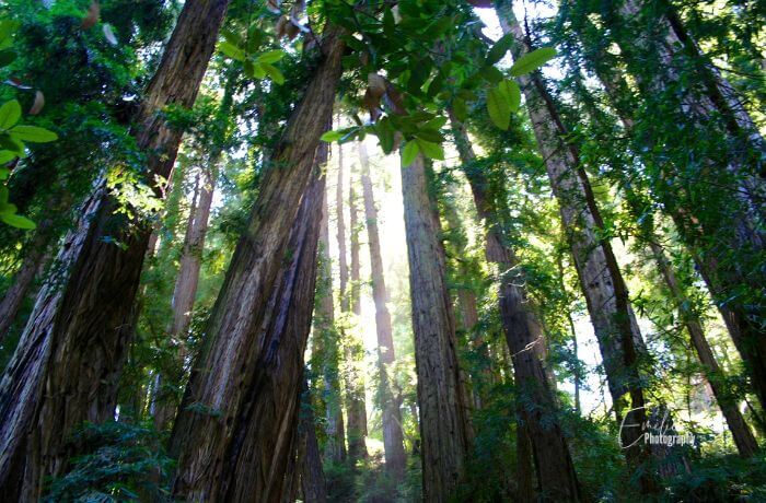 Main Trail at Muir Woods National Monument offers a tranquil walk through ancient redwood forests with stunning vistas and wildlife. Explore the beauty of nature.