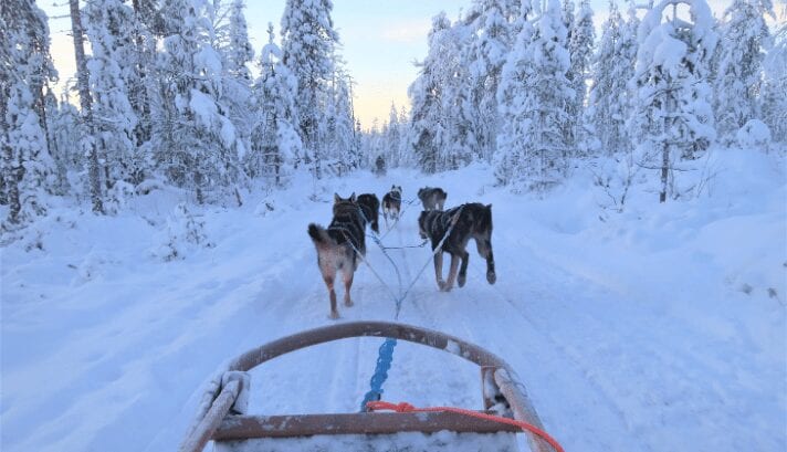 led pulled by huskies through the snowy woods in Lapland, Finland.