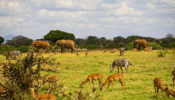 On a Kenyan safari, with large elephants and striped zebras roam freely in their natural grassland habitat.