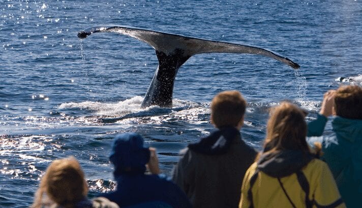 Victoria, BC, draws crowds of avid whale watchers year-round, offering a front-row seat to the captivating world of these majestic whales. Join this people who flock to these pristine waters for an unforgettable whale-watching experience.