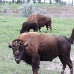 harvest-host-bison