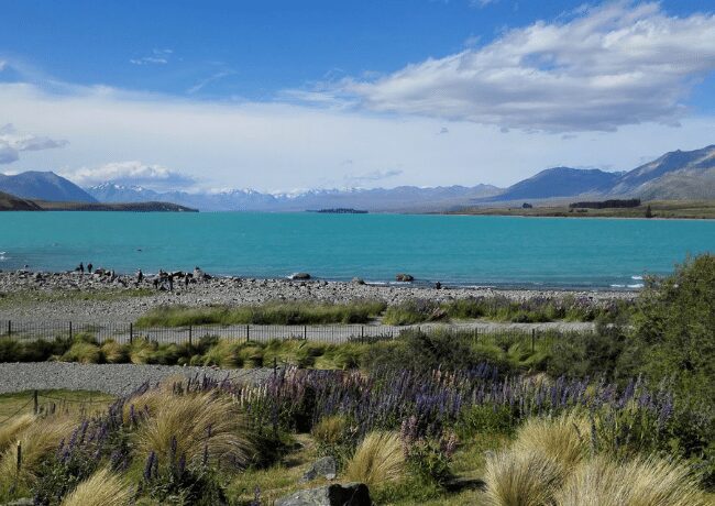 The beauty of lake Tekapo during our road trip to South Island.