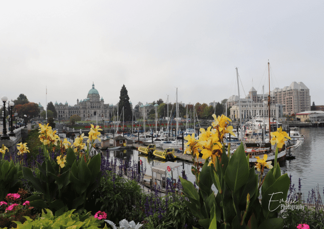 Experience the vibrant charm of Victoria's downtown, where historic architecture, bustling streets, and picturesque harbor views converge, creating an enchanting urban oasis on Vancouver Island.