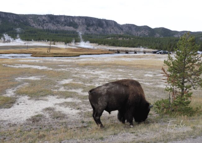 Caught a glimpse of a bison grazing peacefully on the side of the road, a true snapshot of the wilderness that makes Yellowstone so unique.