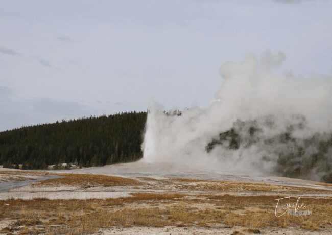 Old Faithful Geyser erupting with a powerful surge of steaming water.