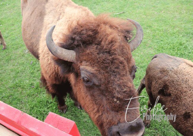 bison-farm-harvest-hosts (1)