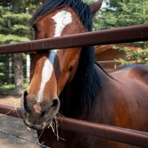 Discover the Wild Horse Refuge in Sundre, a sanctuary preserving the spirit and beauty of Alberta's wild horse.
