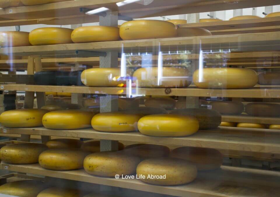 Looking at the cheese process at Thunder Oak Cheese Factory
