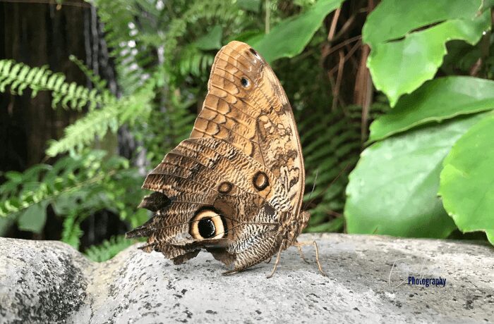 Immerse your family in the enchanting world of butterflies at Victoria Butterfly Gardens. Wander through lush tropical gardens, where colorful butterflies flutter around you.