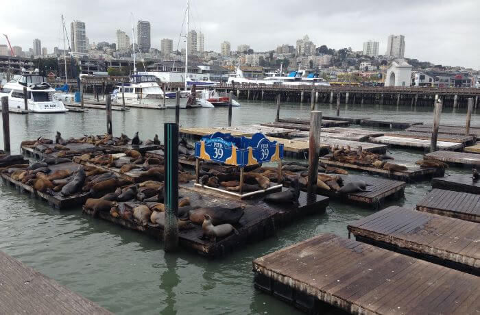 Pier 39 in San Francisco is a bustling waterfront destination featuring local shops, restaurants, and famous sea lions. Enjoy spectacular Bay and Alcatraz Island views while watching the sea lions play and soak up the sun.