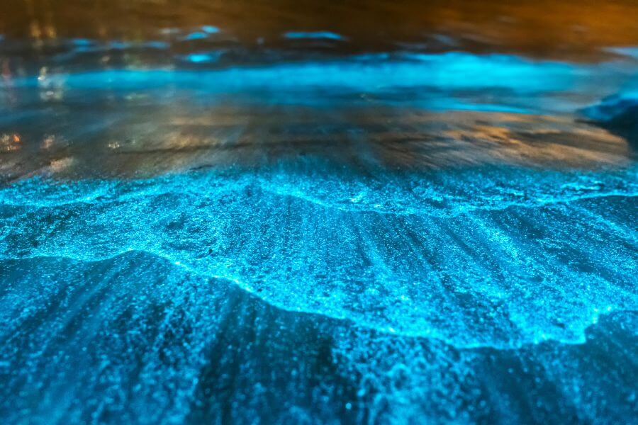 Bioluminescent water