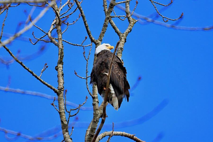 Eagle Migration in British Columbia