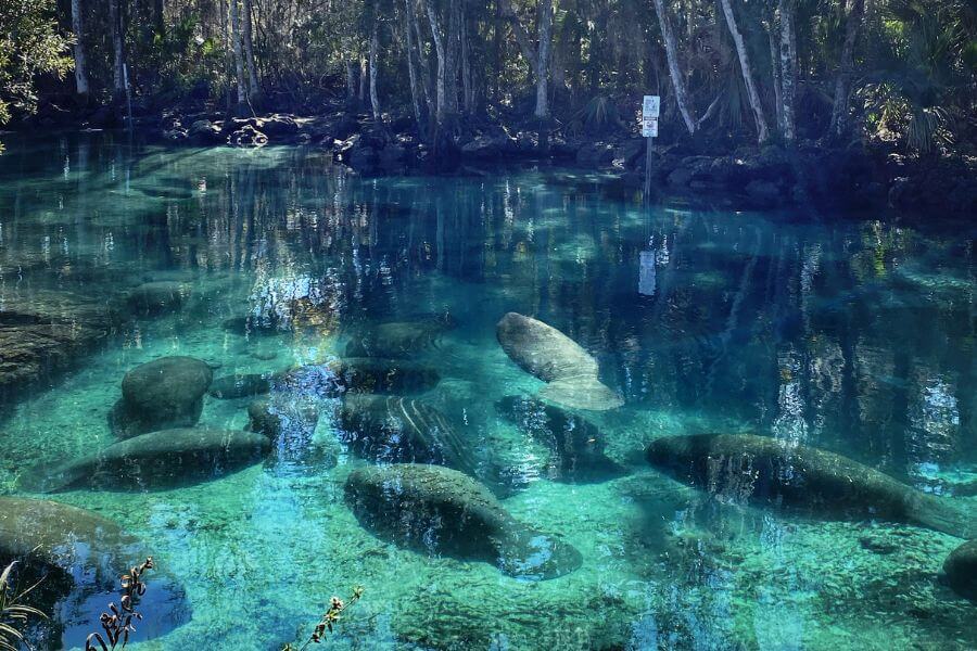 Kayaking with manatees in Florida