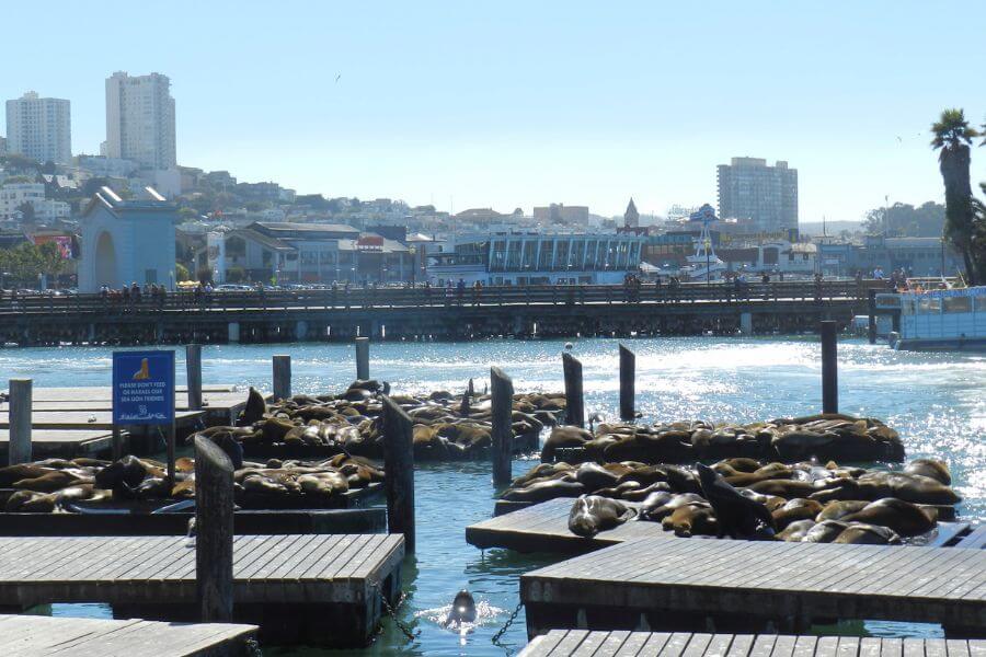 The sealions at Pier 39 in San Francisco