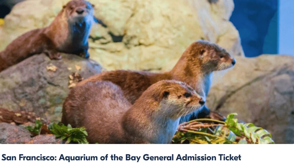 Aquarium of the Bay Entry Ticket from Get Your Guide