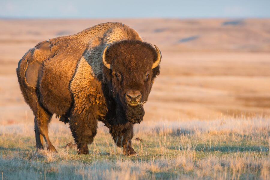 A bison at Grasslands National Park