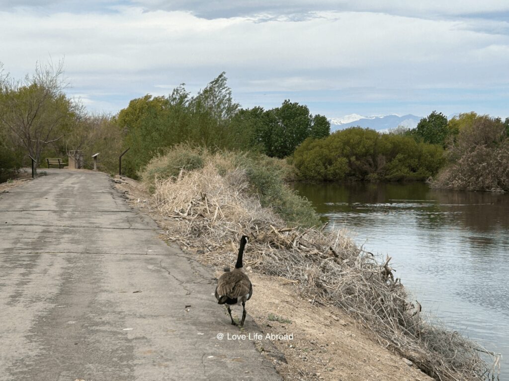 Henderson Bird Viewing Preserve is a great place to get away from the busy Las Vegas downtown