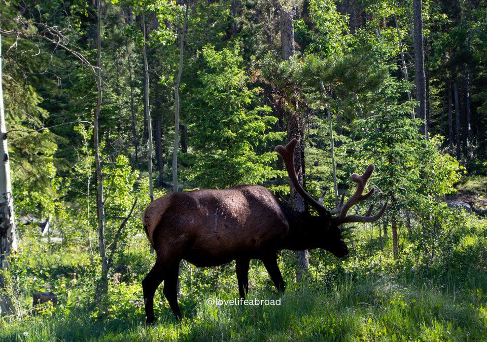 Elk spotting by Maligne Canyon