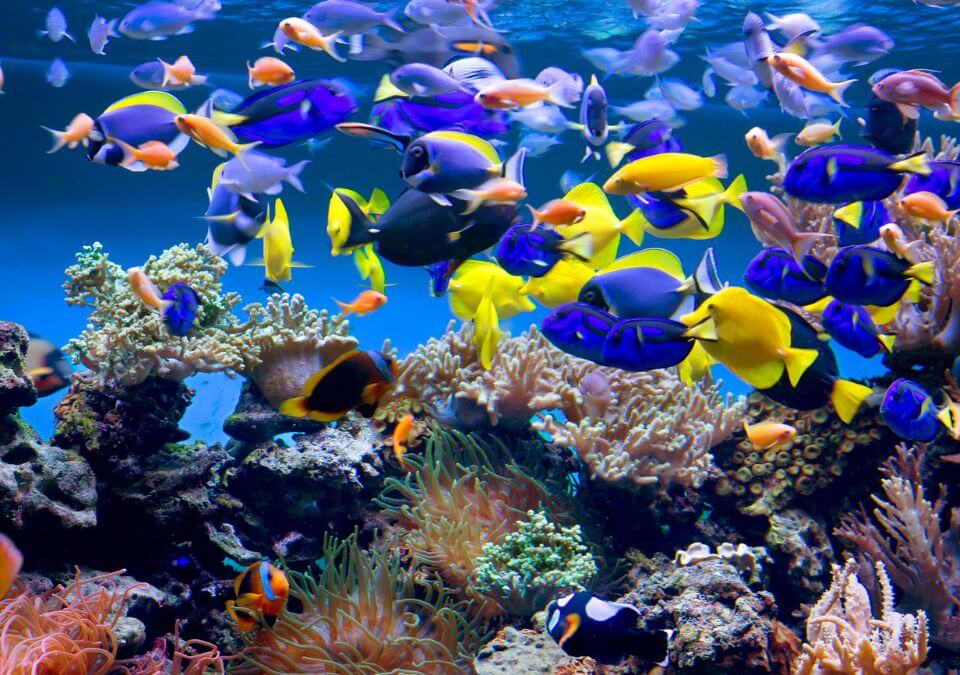 At the Monterey Bay Aquarium in California, you'll encounter a mesmerizing array of marine life, including colorful fish from various ocean ecosystems. The aquarium's exhibits showcase a diverse and captivating collection of aquatic species, from vibrant tropical fish like clownfish and angelfish to the majestic kelp forest inhabitants such as leopard sharks and giant sea bass.