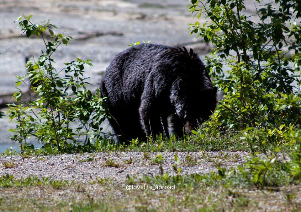 wildlife spotting in Jasper We saw a bear on the Maligne Lake Drive