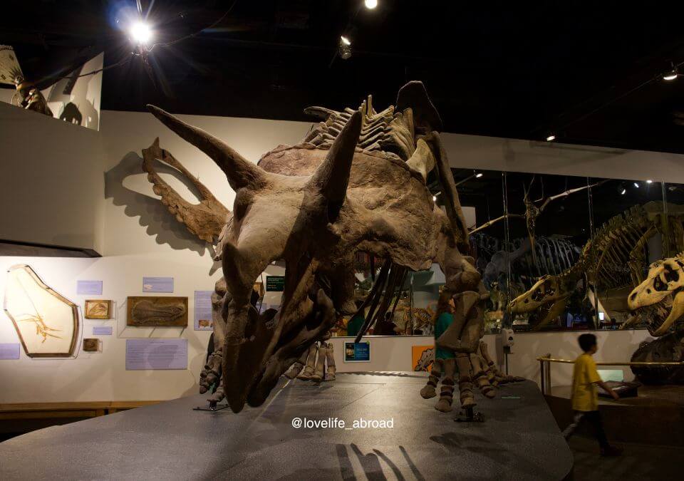 Arizona Museum of Natural History in Mesa AZ