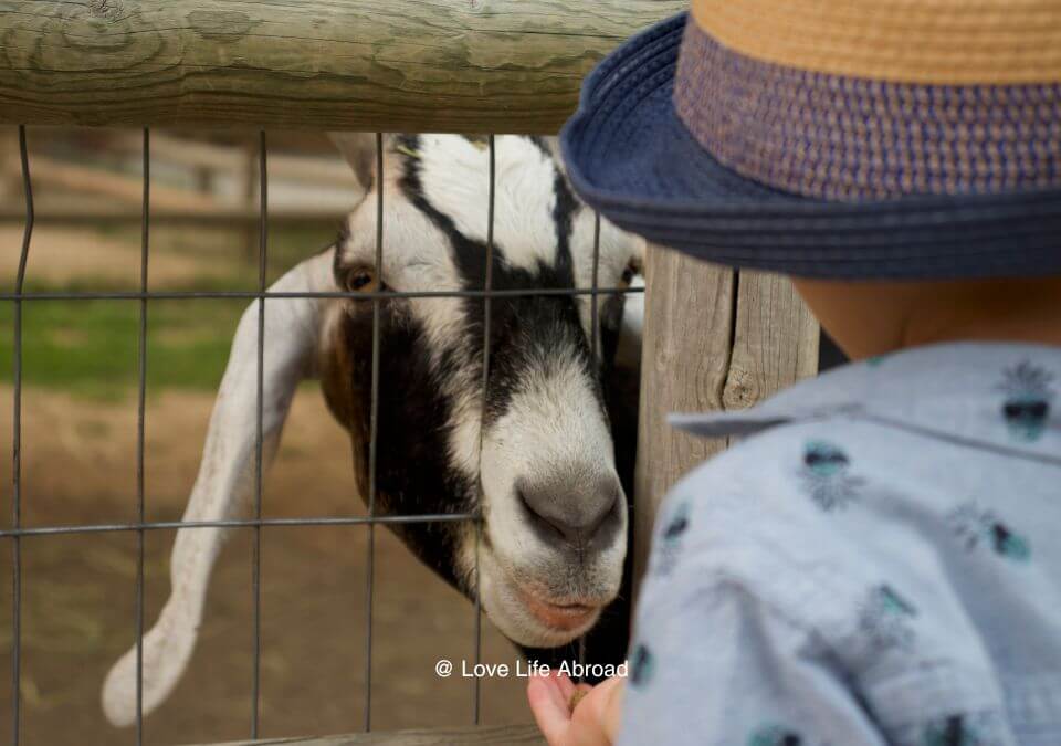 Feeding the goats at the Dakota Zoo in Bismarck