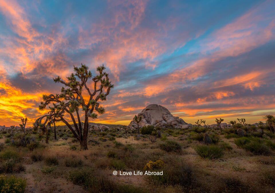 Explore the captivating desert landscapes of Joshua Tree National Park, where ancient rock formations, otherworldly Joshua trees, and starry night skies converge to create a mesmerizing natural wonder. This unique park in Southern California offers hiking, rock climbing, stargazing, and a chance to connect with the stark beauty of the desert environment.
