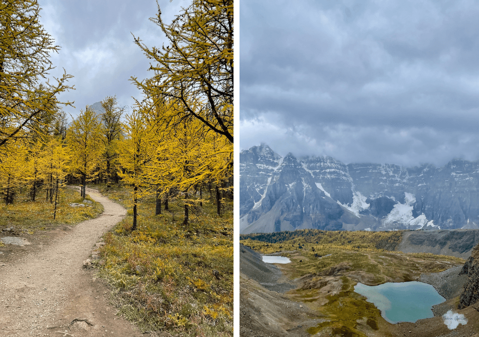 Larch Trees in Larch Valley, Banff