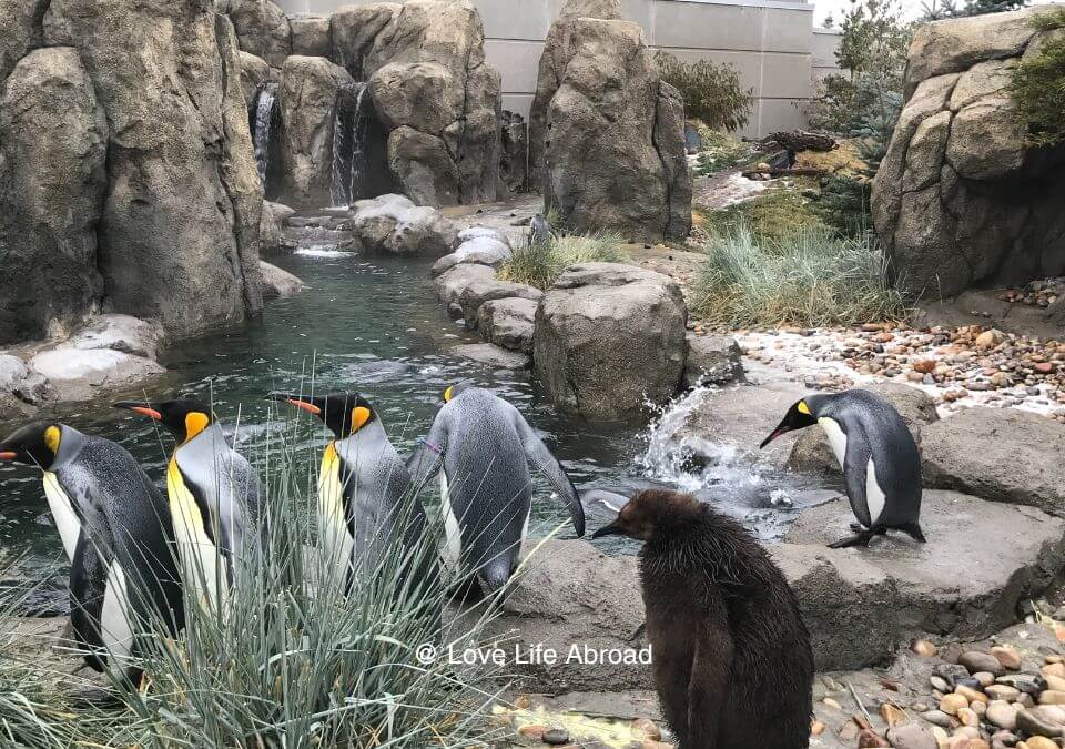 The penguins habitat at the Calgary Zoo