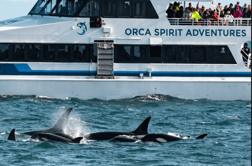 Embark on a thrilling whale-watching adventure aboard our comfortable covered vessel in Victoria, BC. Rain or shine, the tours promise an unforgettable journey through the coastal waters, where you can witness magnificent whales and marine life in style and comfort.