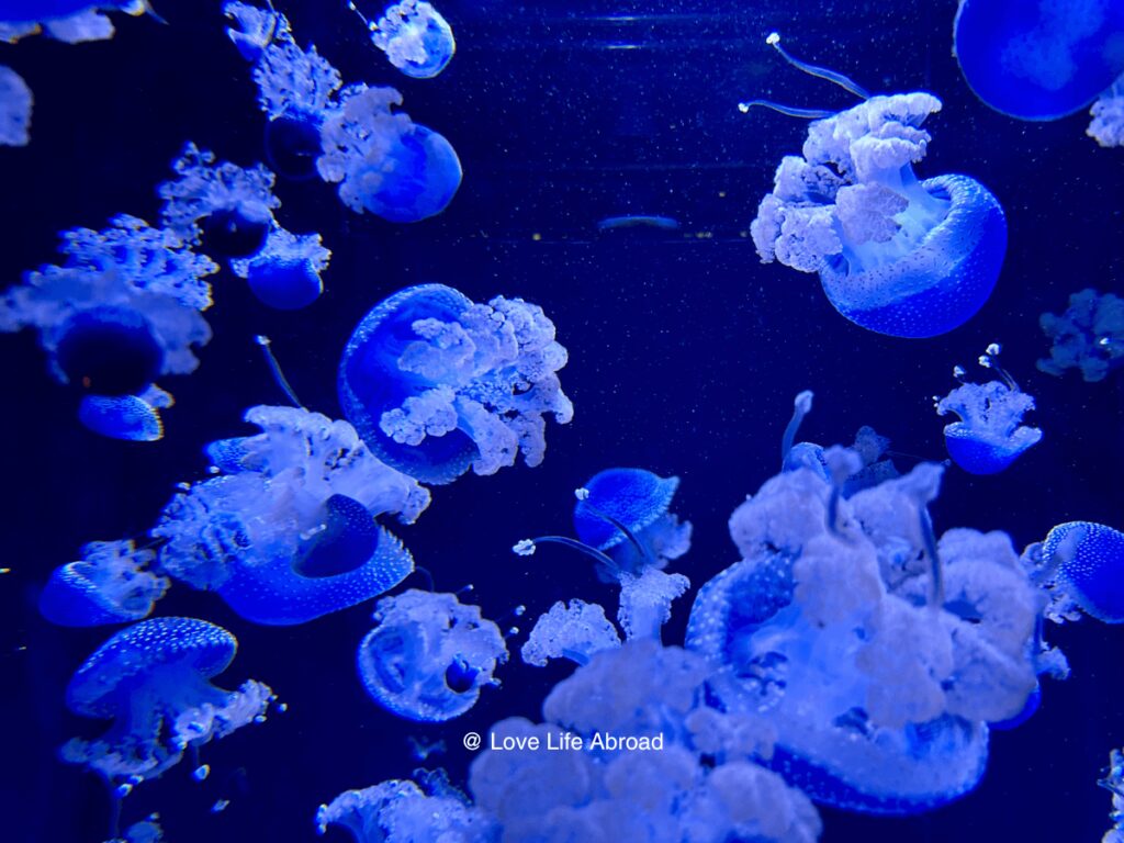 jellyfish at the Deep Sea Pavilion - Aquarium de Quebec