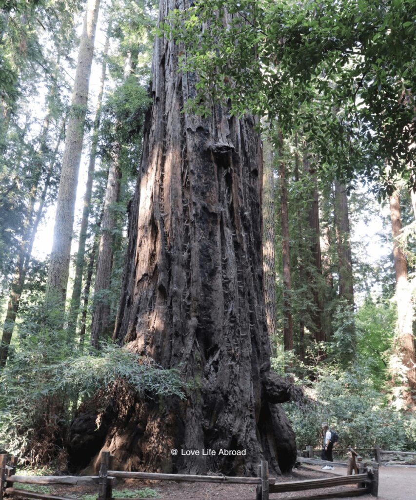 the impressive Redwood trees at Henry Cowell Redwoods State Park