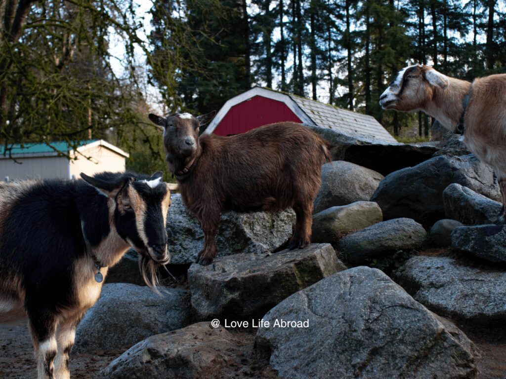 The cute goats at Maplewood Farm in North Vancouver