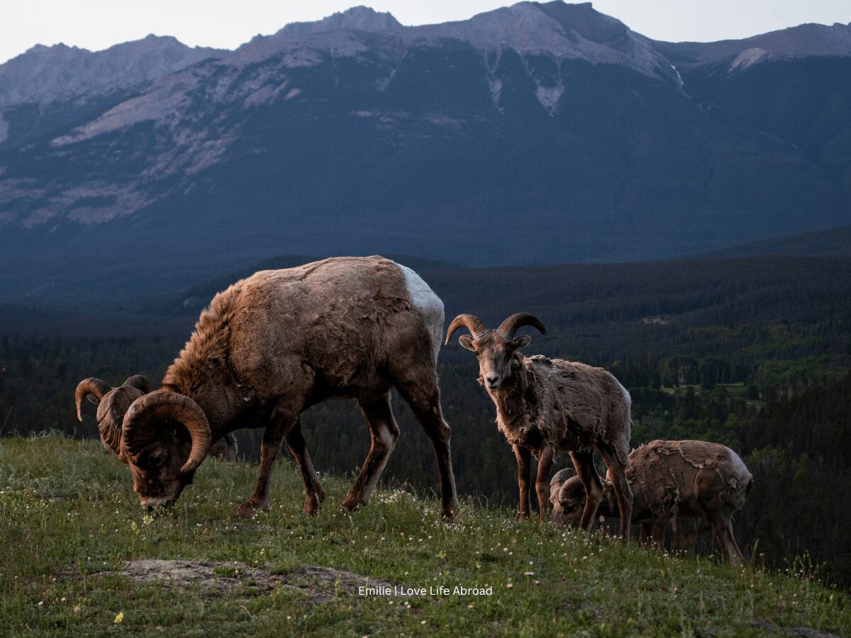 Big horn sheep at the summit of Old Fort Point in Jasper