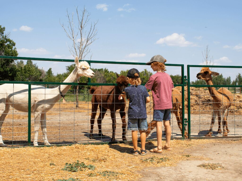 Feeding the farm animals at Grotto Gardens