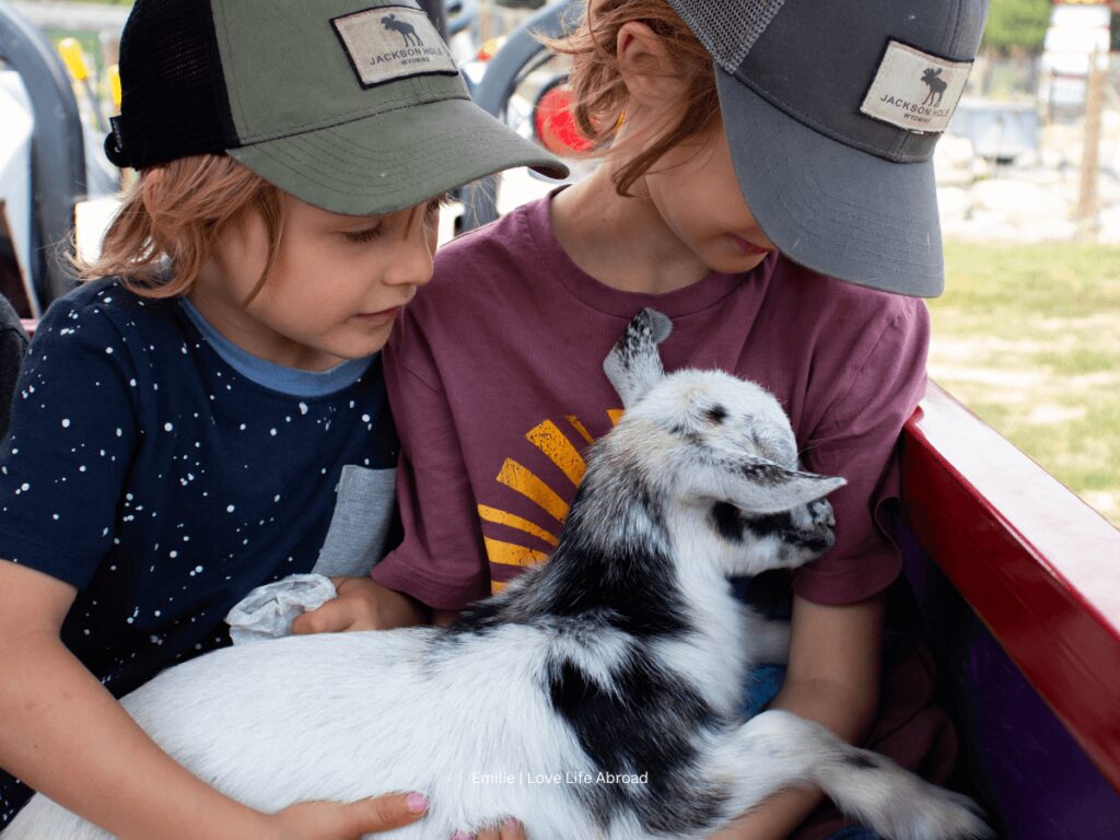 petting a baby goat at Grotto Gardens 