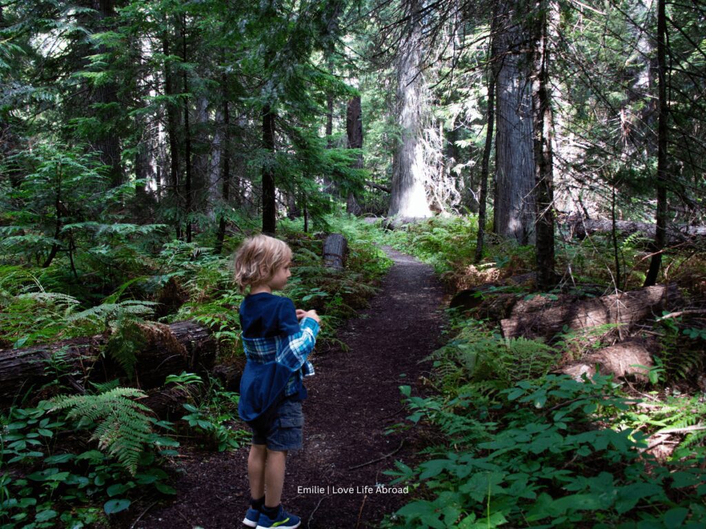 Hanna Flat Nature Trail in Priest Lake