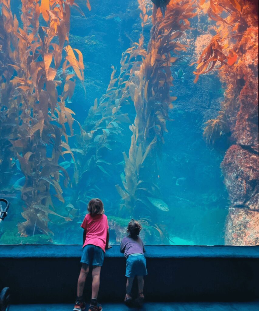 The Birch Aquarium in La Jolla is a great little aquarium for families. Our kids loved admiring the sealife from the big aquarium exhibit.