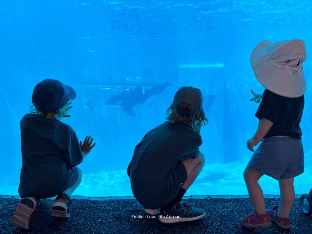 The boys and their cousins were observing the whales at SeaWorld